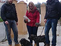 italian cane corso mastiff